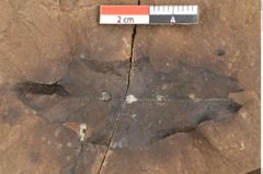 Foto (Detailsansicht) von Quercus palaeoilex Ettingshausen (NHMW-GEO-2024-0188-0940)
